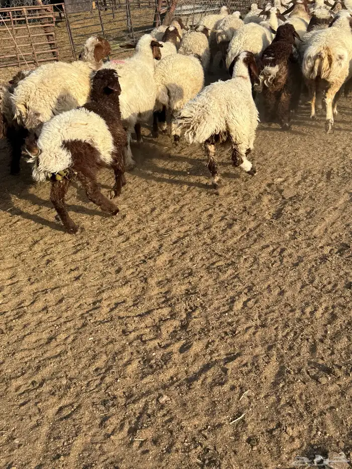 غنم مطافيل نعيم 1