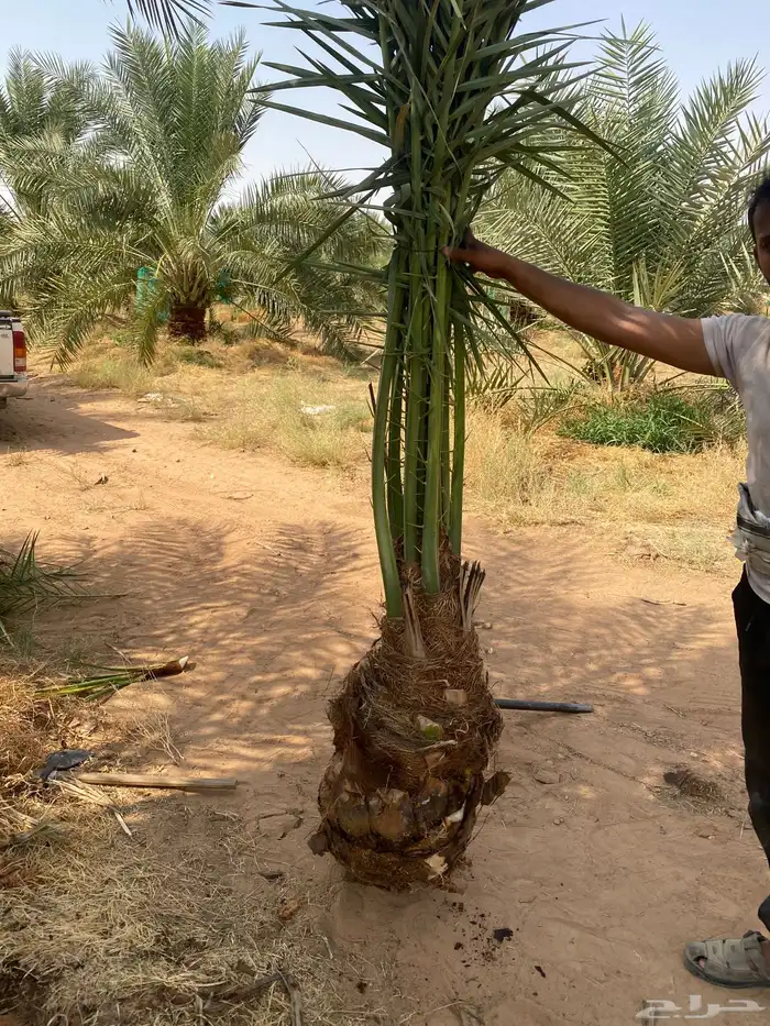 نخل طلع الخرمه البيع وسعر مناسب خلاص ومجدول وصقعي 3
