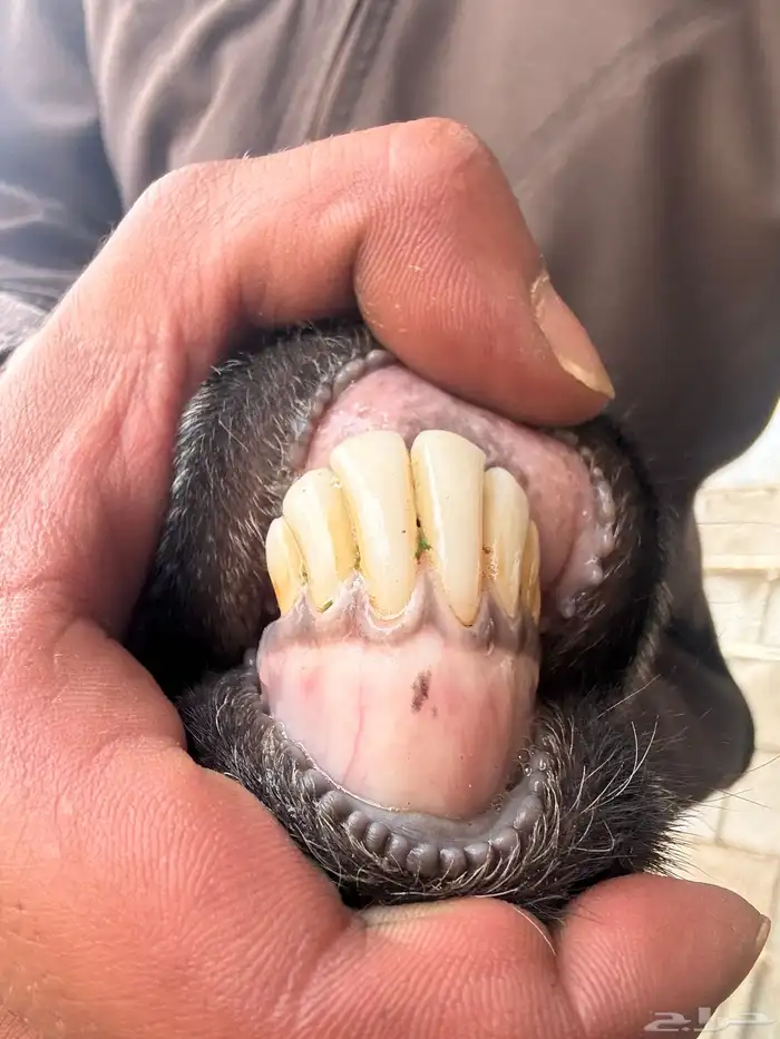 معزا عوارض مقننوي 4 8