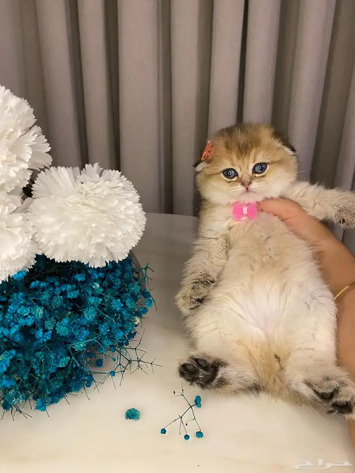 قطط للبيع سكوتش 4