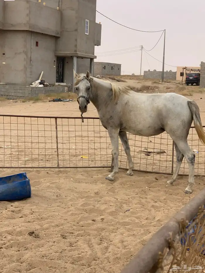 فرس للبيع لقاح 2
