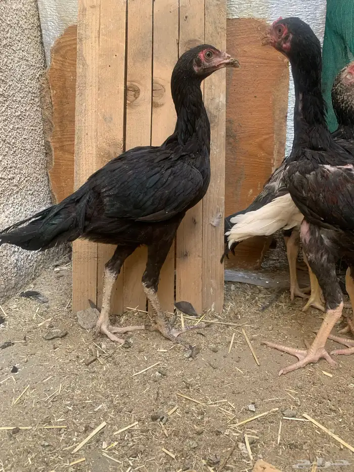 دجاج باكستاني سندي بيور 3