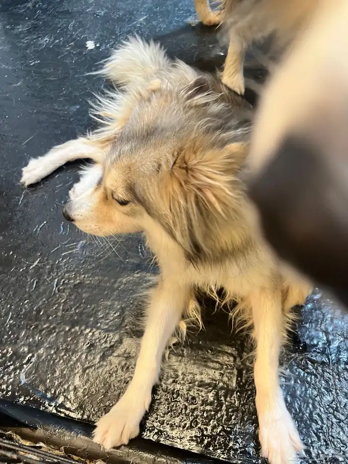 Dogs for adoption in Dammam 25