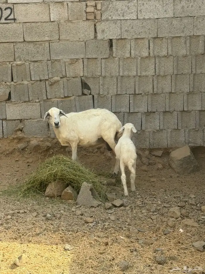 نعجه حري خلفه 0