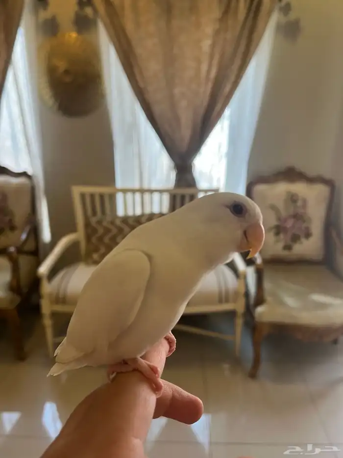 روز البينو أليف للبيع 1