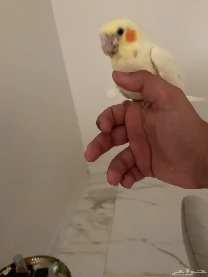 اعرض لكم طير كرونا أليف الجنس لا اعلم نهايه غر على سوم 1