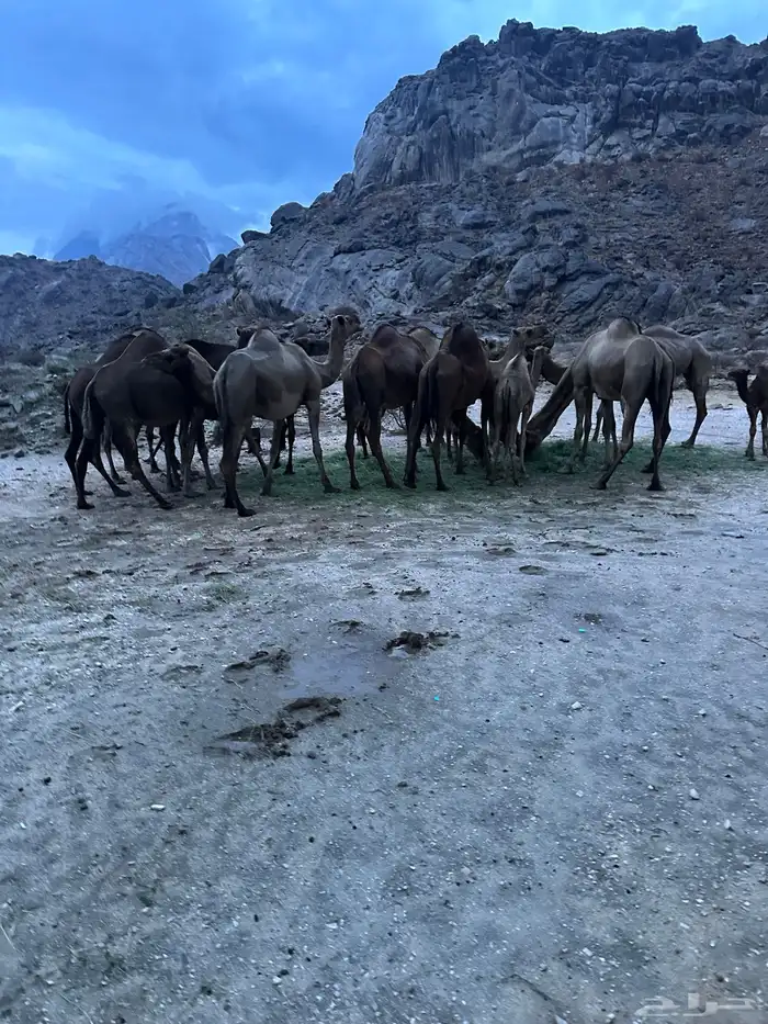 إبل للبيع 1