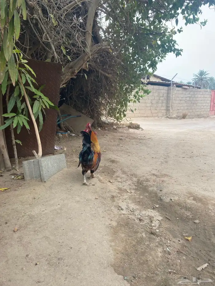 ديك بلدي شرط 8