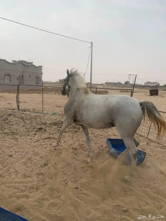فرس للبيع لقاح 6