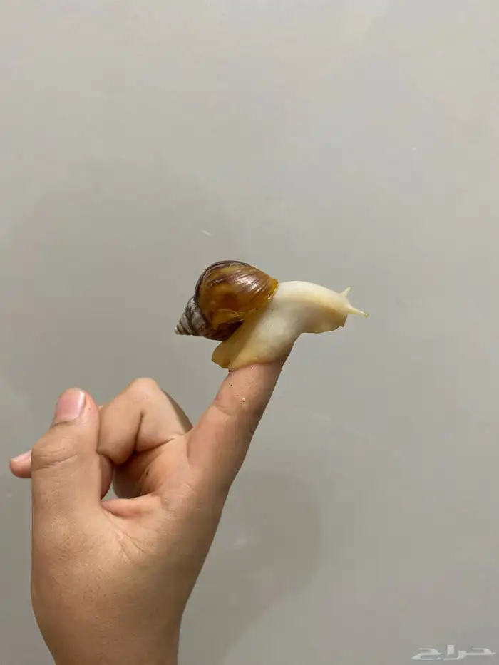 حلزون   صغير عمره1شهر ونص 4