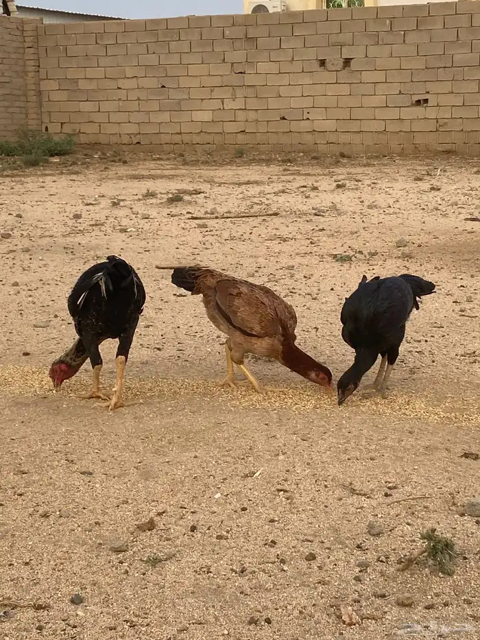 دجاج بكستاني سندي 1