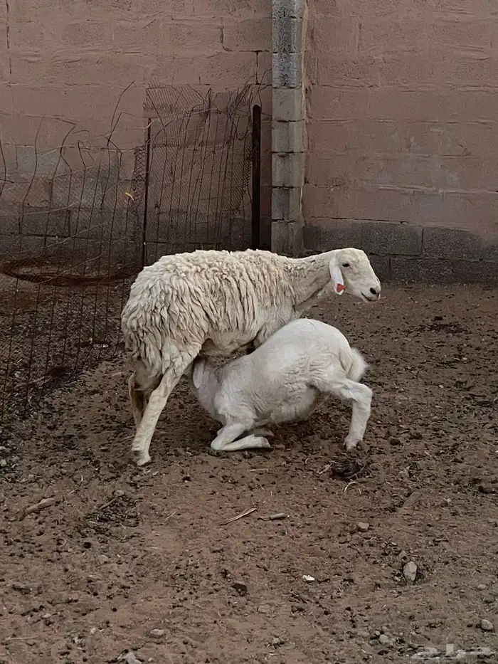 حريه تم البيع 2
