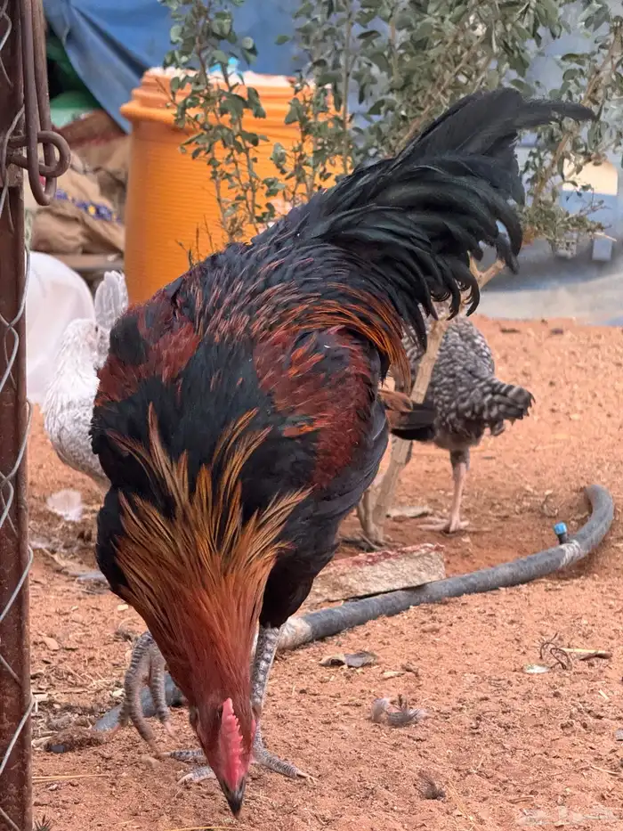 ديك تركي 6