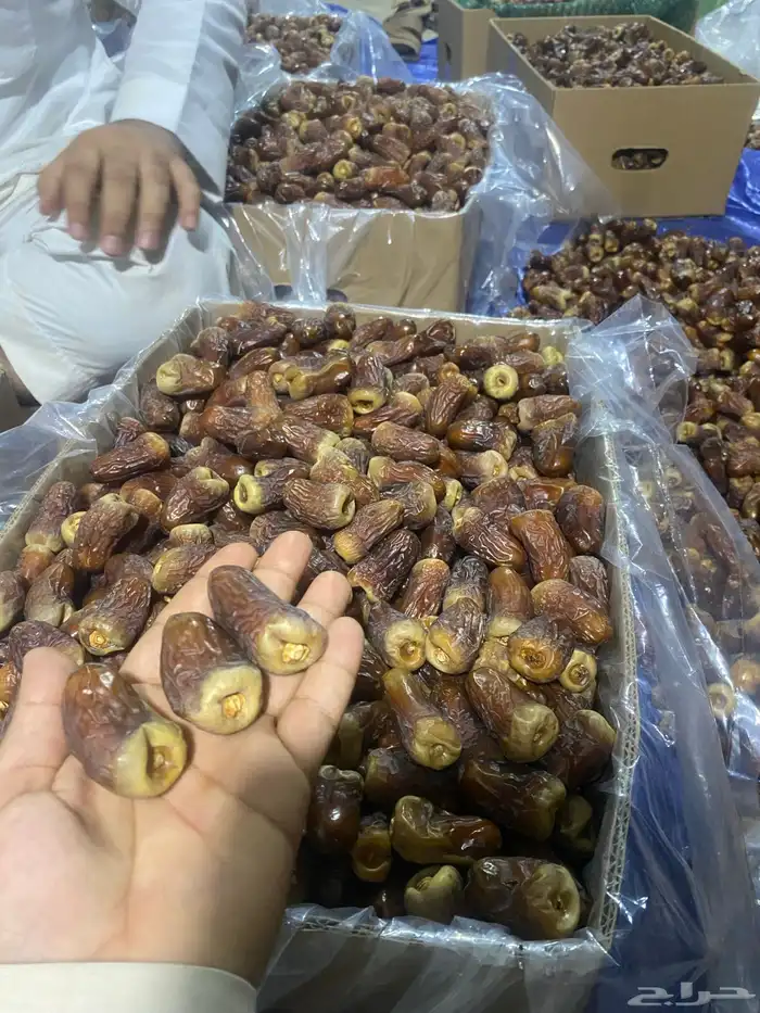 برني العيص ( رقم واحد مطوق ملكي 0