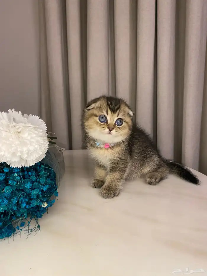 قطط للبيع سكوتش 5