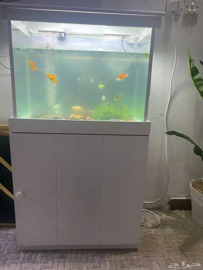 حوض سمك 1