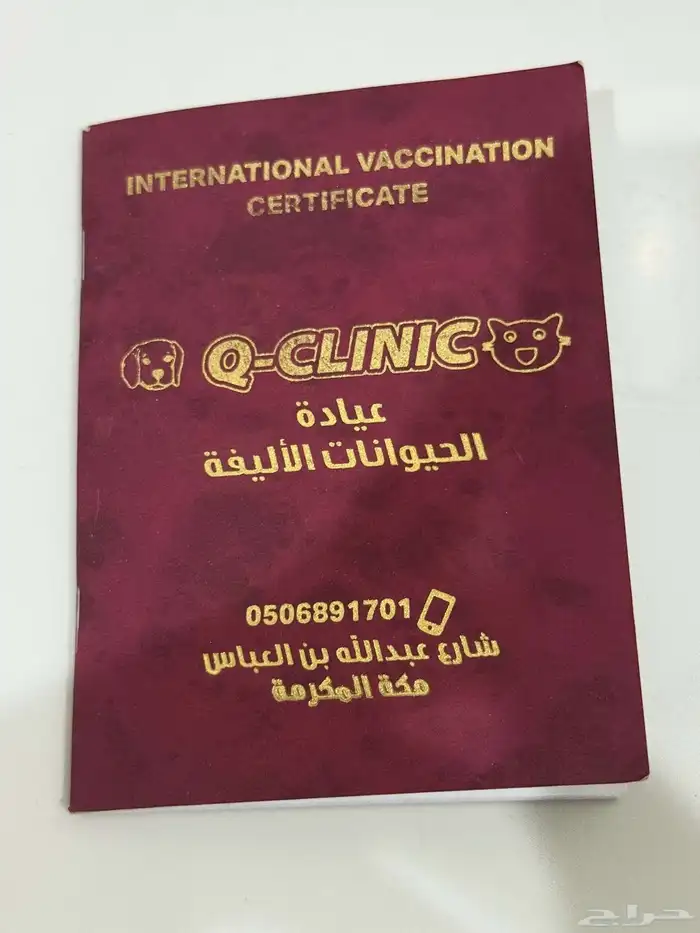 قطه للبيع 4