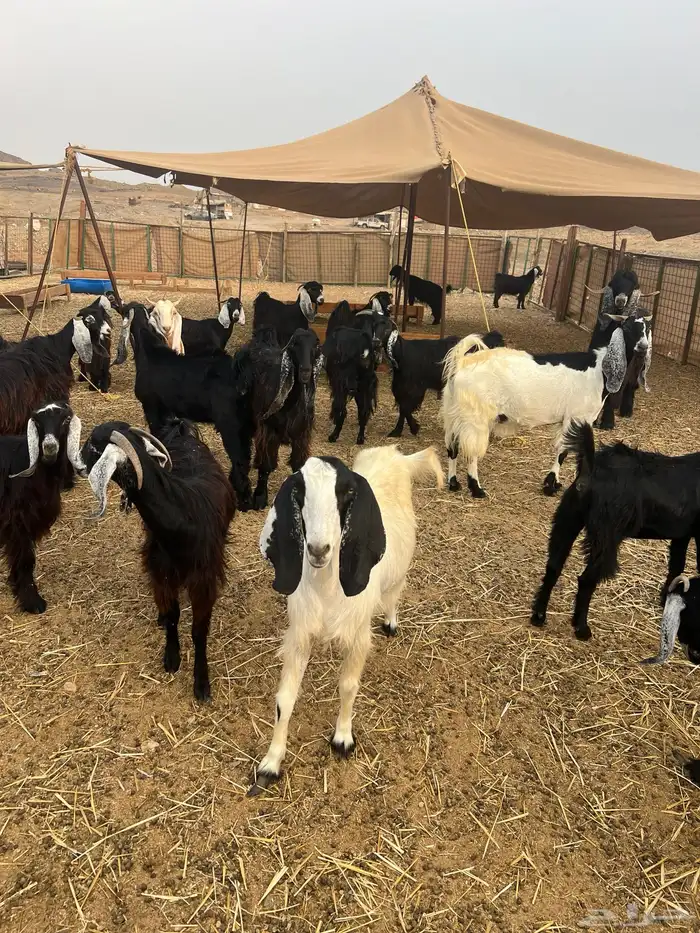 معزا عوارض صغار سن من جذعة الى رباع للبيع 31