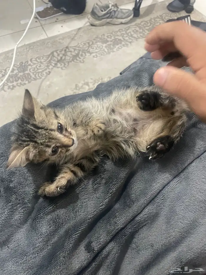 باقي اثنين ذكر و أنثى لتبني 4