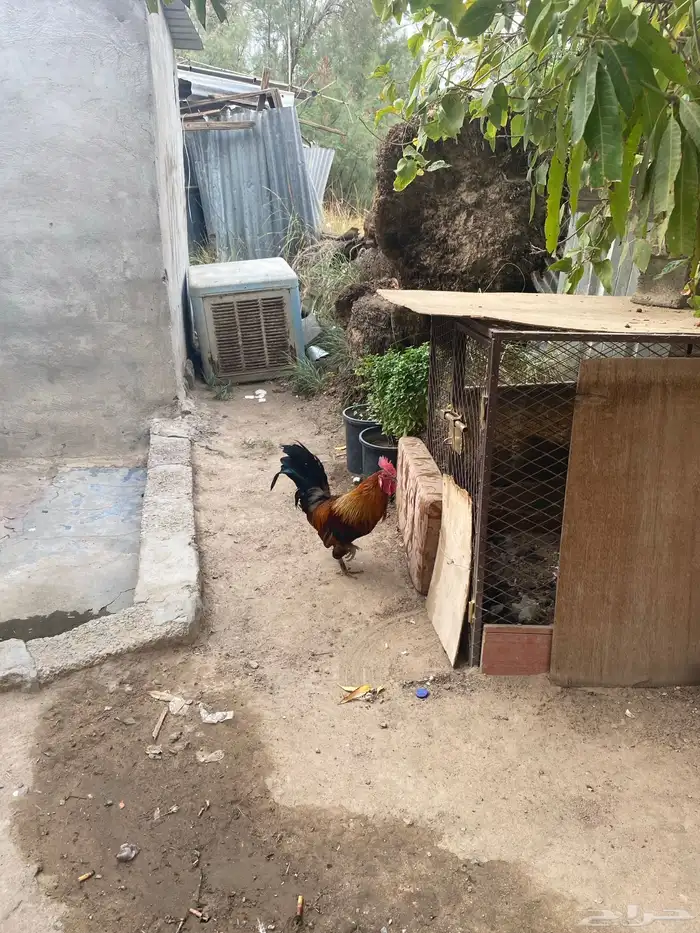 ديك بلدي شرط 4