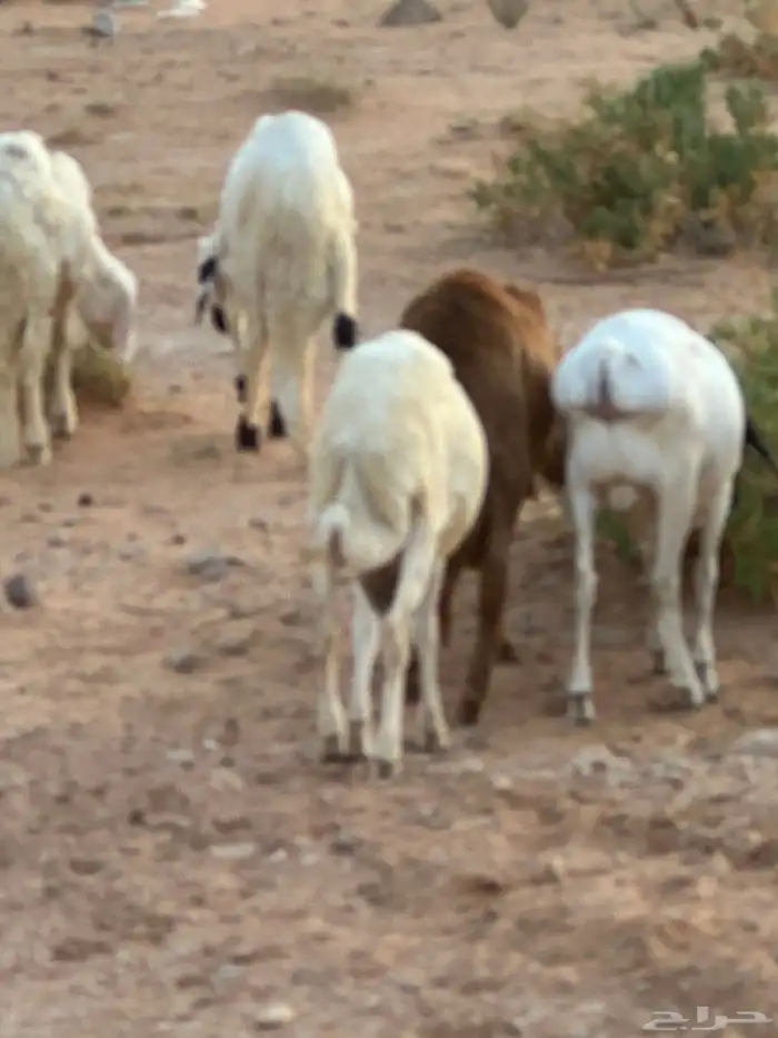 برابر جذعان مرابي 3 شهور وزود 88