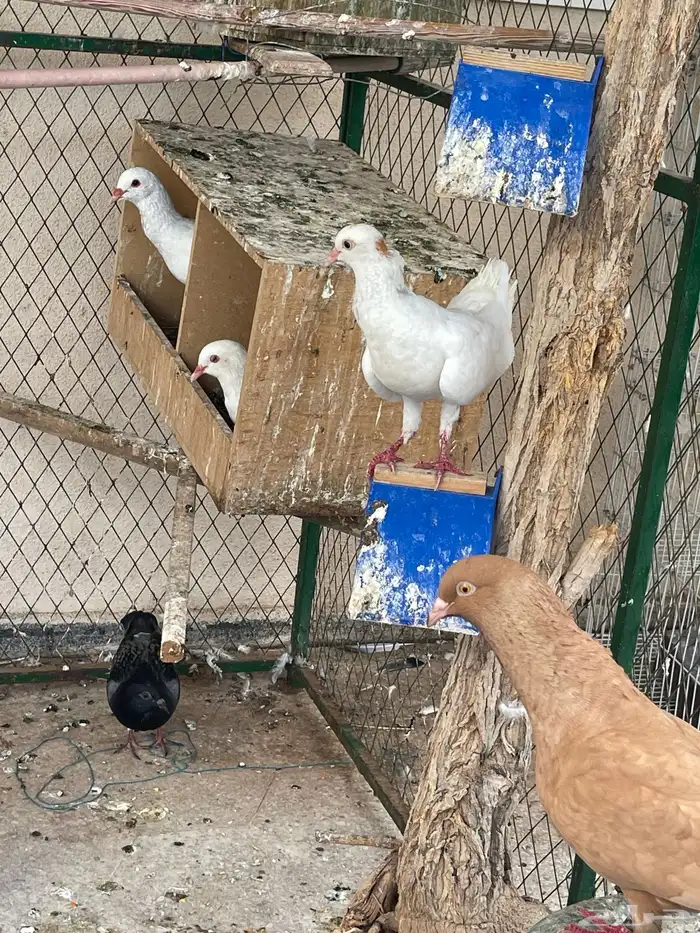 حمام مالتيز 3