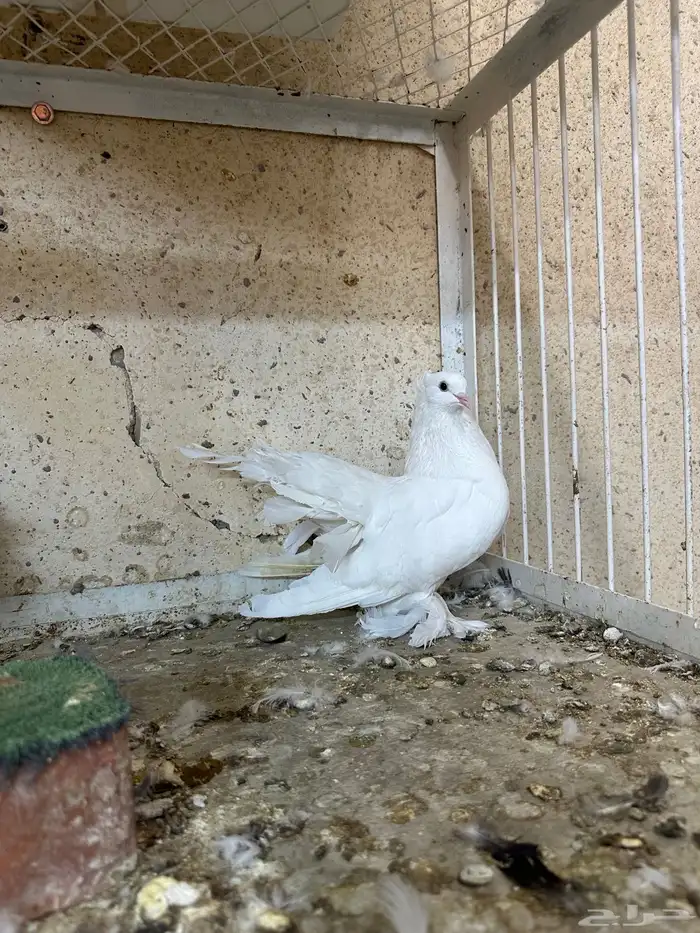 للبيع حمام رقصي امريكي وهولندي وكرنقو 41