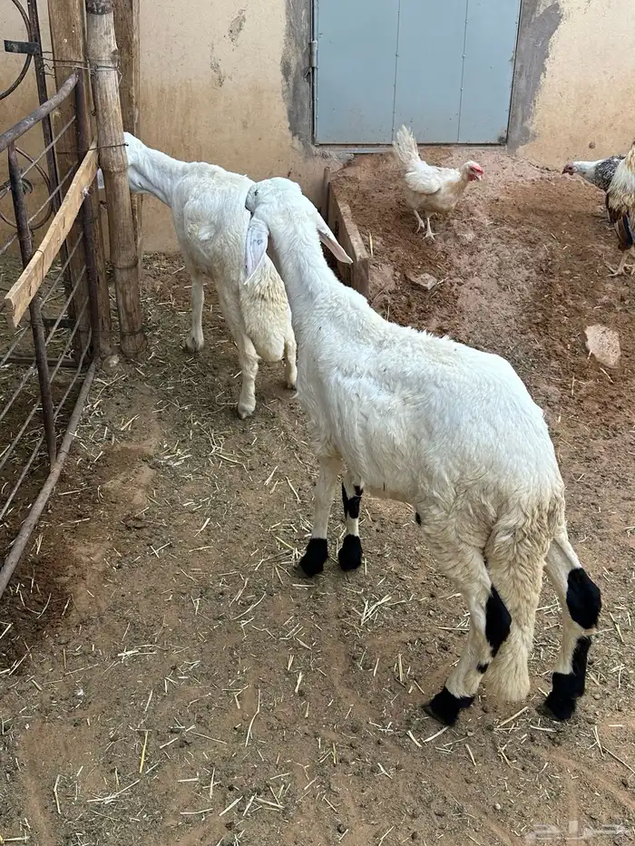 برابر جذعان مرابي 3 شهور وزود 8
