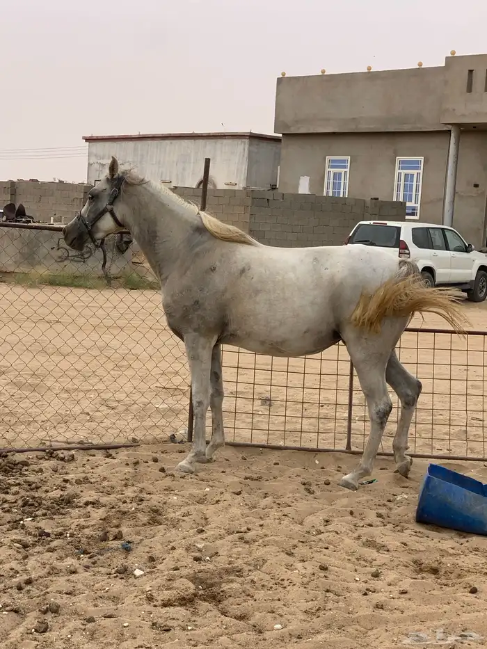 فرس للبيع لقاح 0