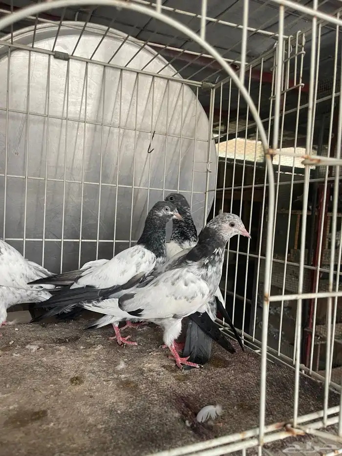طبات باكستاني 18
