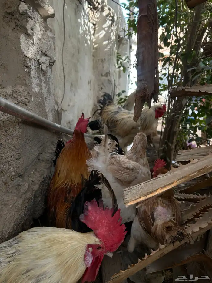 دجاج براهما 7