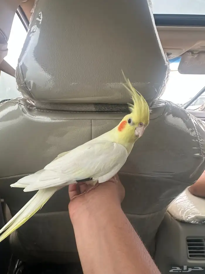 طائر كروان. ذكر 1
