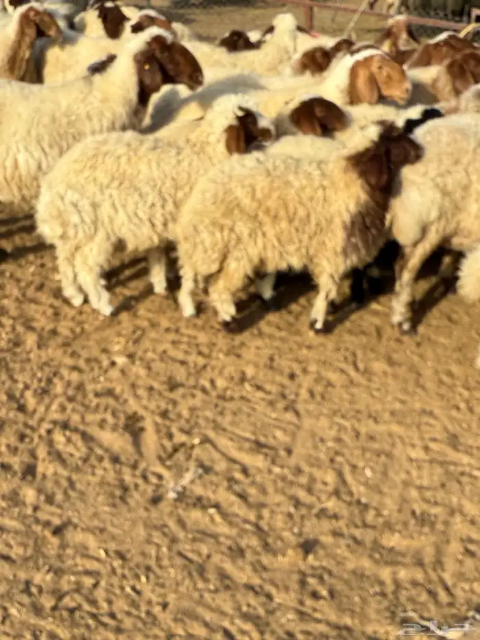 غنم مطافيل نعيم 3