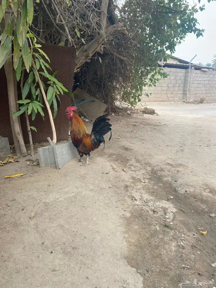 ديك بلدي شرط 7