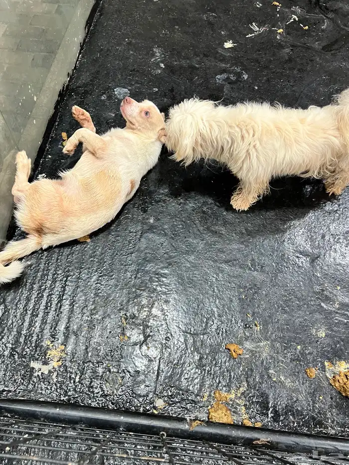 Dogs for adoption in Dammam 30