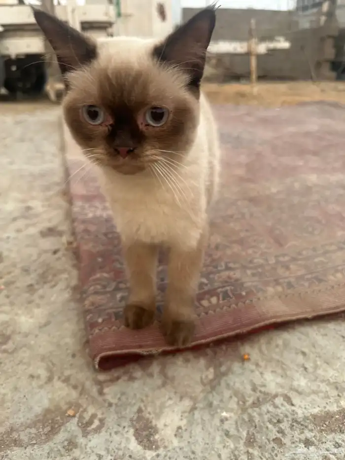 قطه للتبني 3