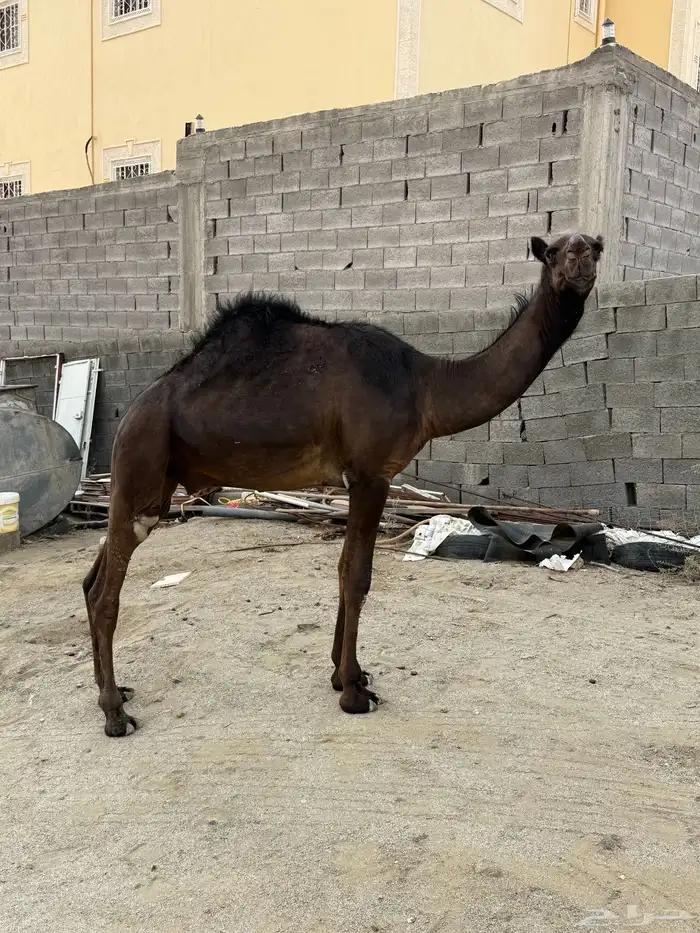 قعود كفو مجهم 1