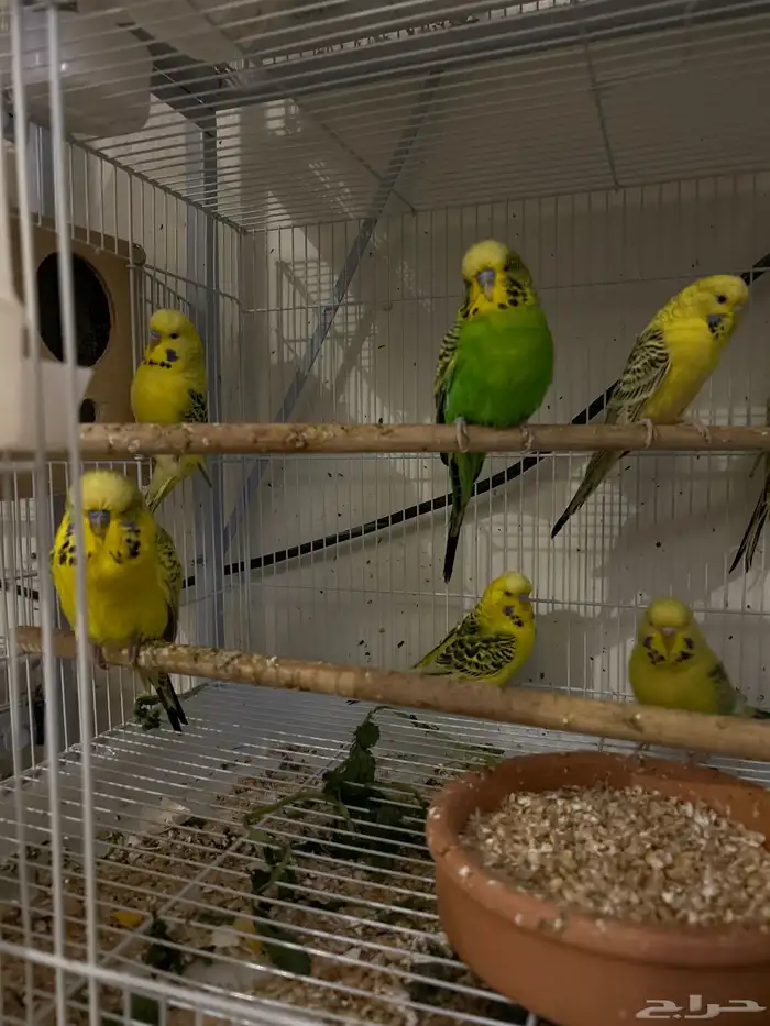 انقليزي انتاج تكساس حجم ماشاءالله 2