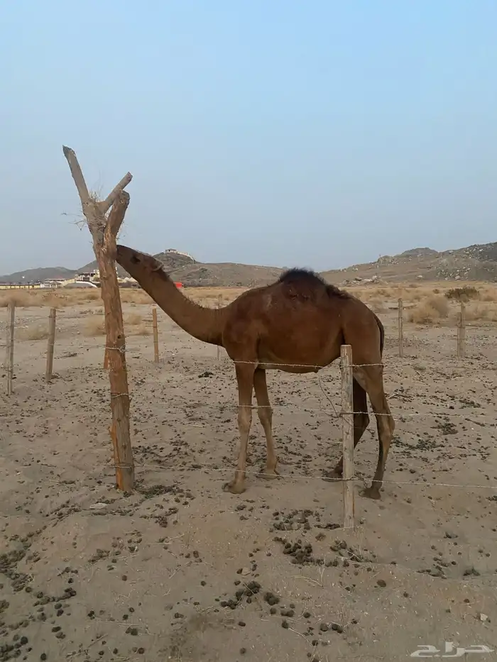 قعود ساحلي مشروع فحل 1