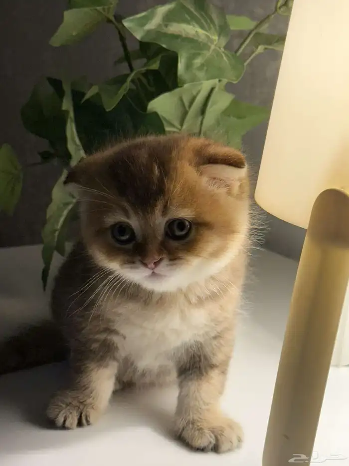 قطط للتنازل بمبلغ رمزي 0