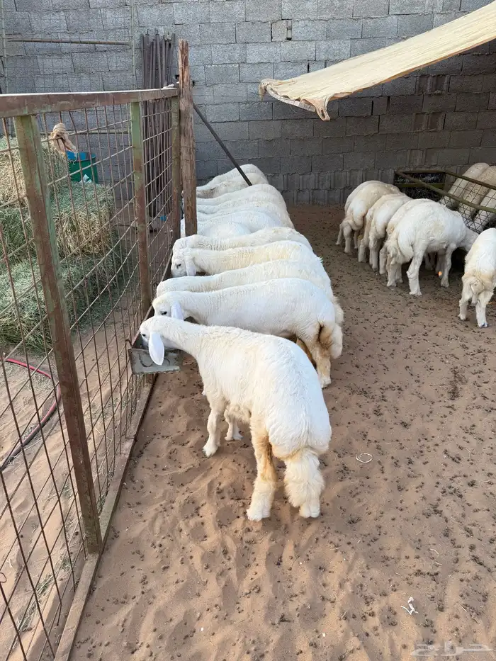 للبيع ذبايح حريات 2