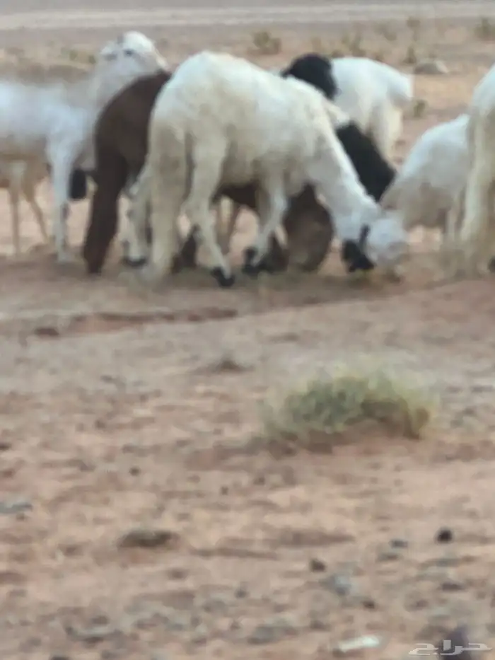 برابر جذعان مرابي 3 شهور وزود 65
