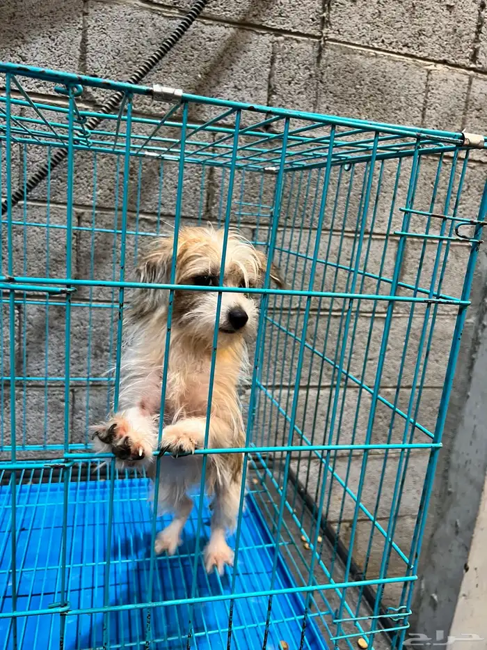 Dogs for adoption in Dammam 34