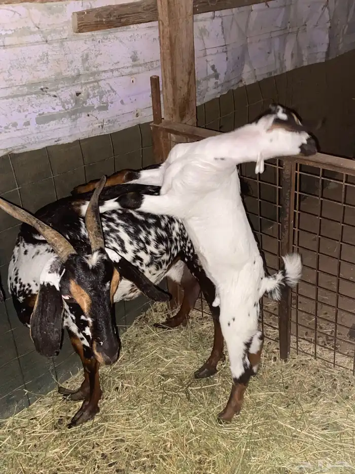 عنز معها تيس 3