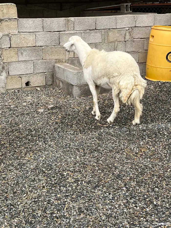 فحل حري مشروط 0
