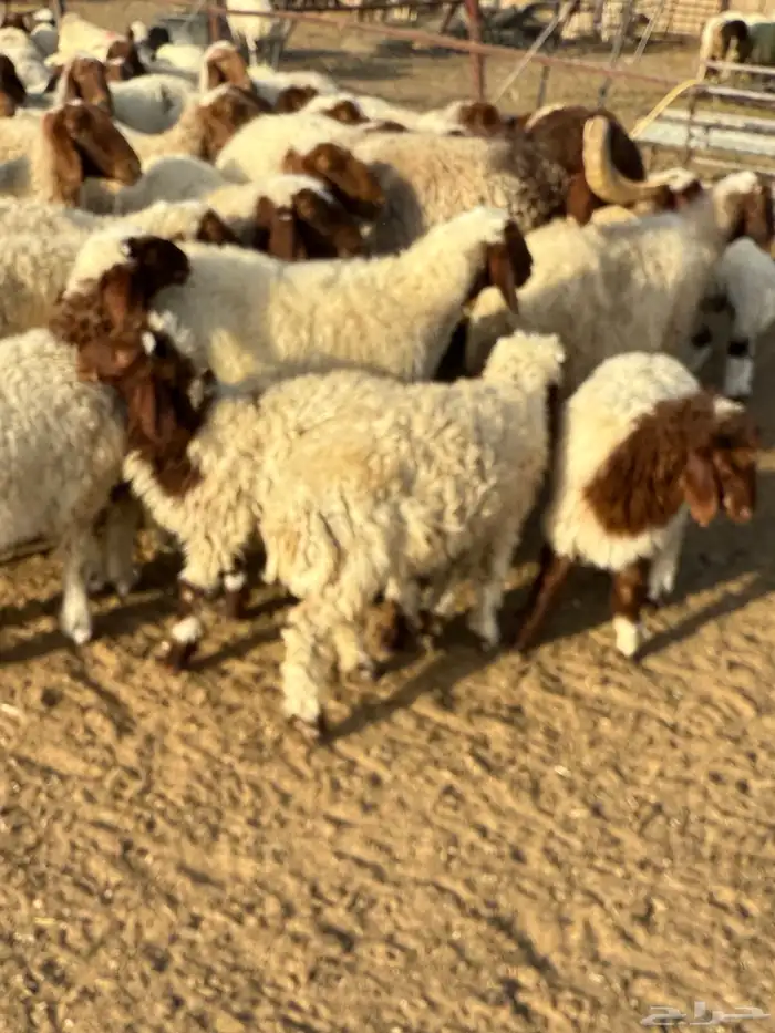 غنم مطافيل نعيم 7