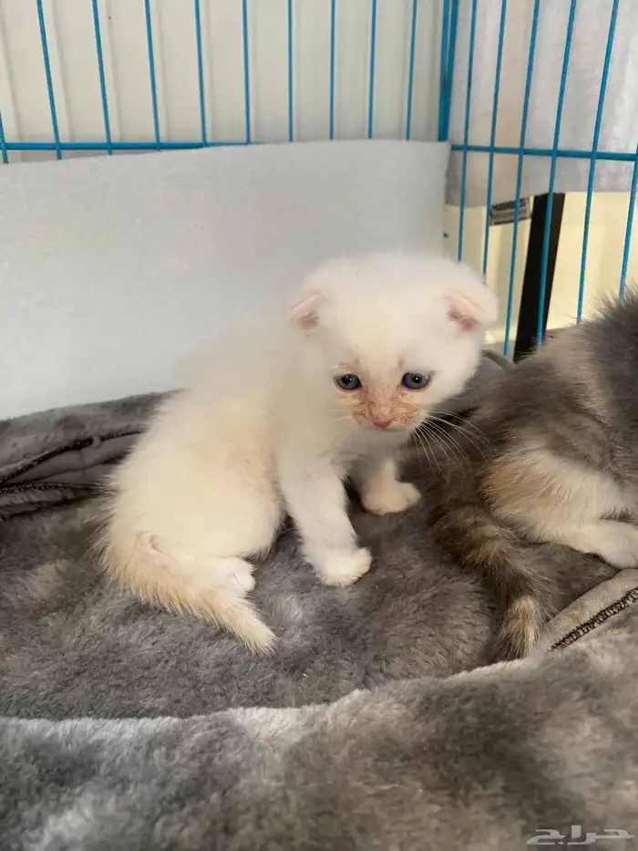 قطط سكوتش فولد حيوانات 4