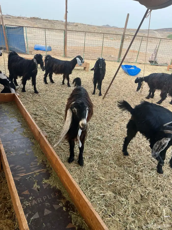 معزا عوارض صغار سن من جذعة الى رباع للبيع 35