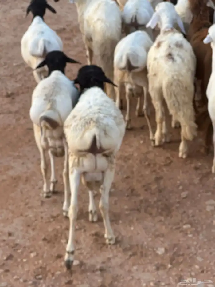 برابر جذعان مرابي 3 شهور وزود 23