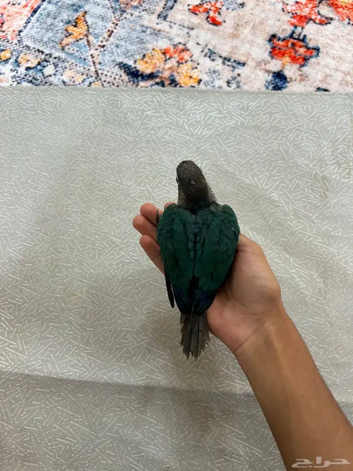 فرخ كنيور بلو شيك نهايه غر 6